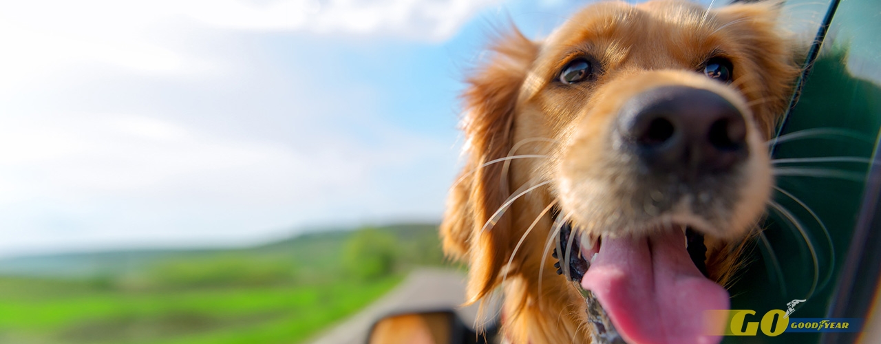 Viajar en coche con mascota
