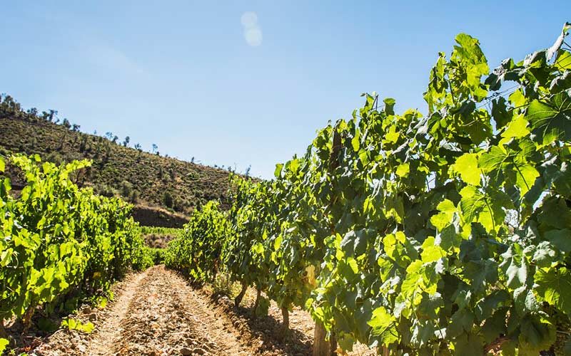 Agroturismo en La Rioja